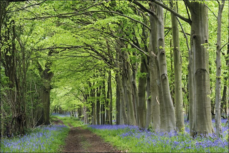 Wytham woods oxfordshire